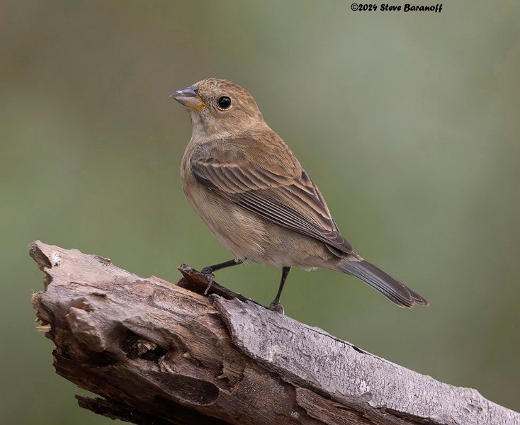 _B248526 female indigo bunting.jpg